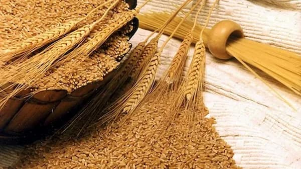 تصویر 3 از قیمت گلوتن گندم دامی  با کیفیت ارزان + خرید عمده